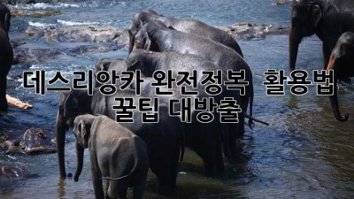 데스리앙카 완전정복! 💯 활용법 & 꿀팁 대방출 🍯
